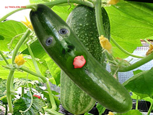 Cucumber