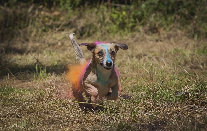 Fotos mit Holi Pulver Kreativbereich Das Hundeforum